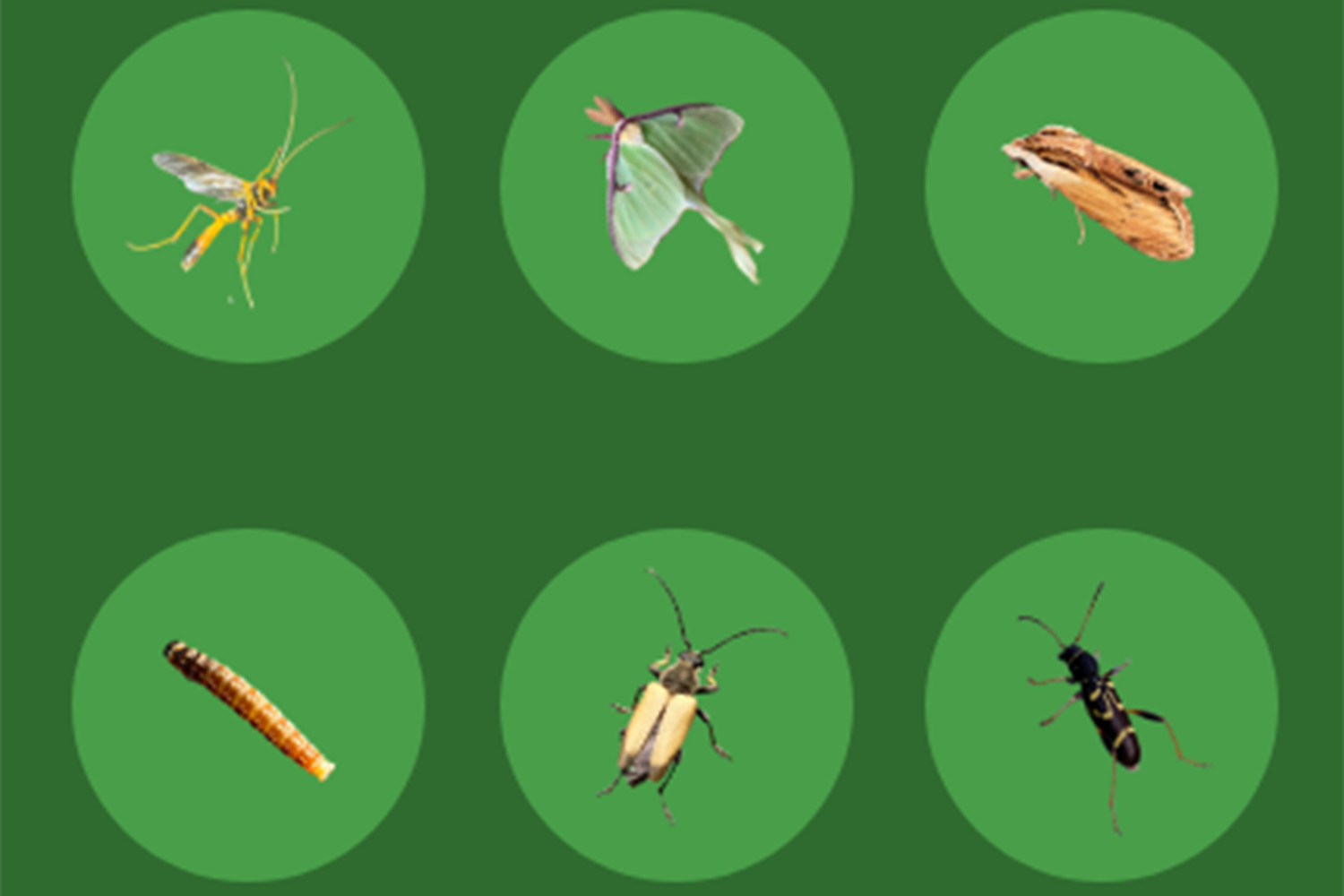 Bug Hunt